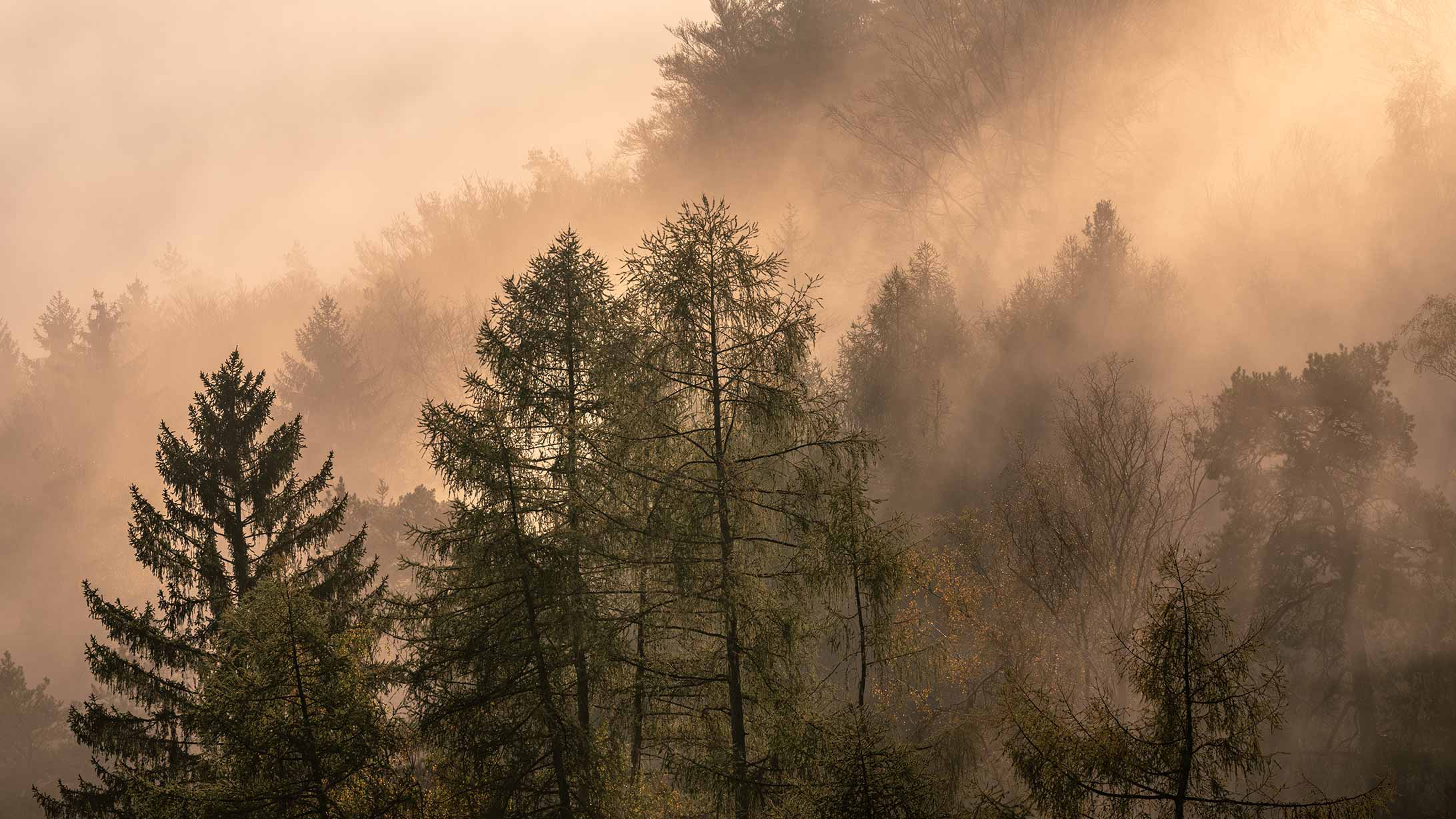 stimmungsbild, wald, nebel, thema netzdienstleistungen