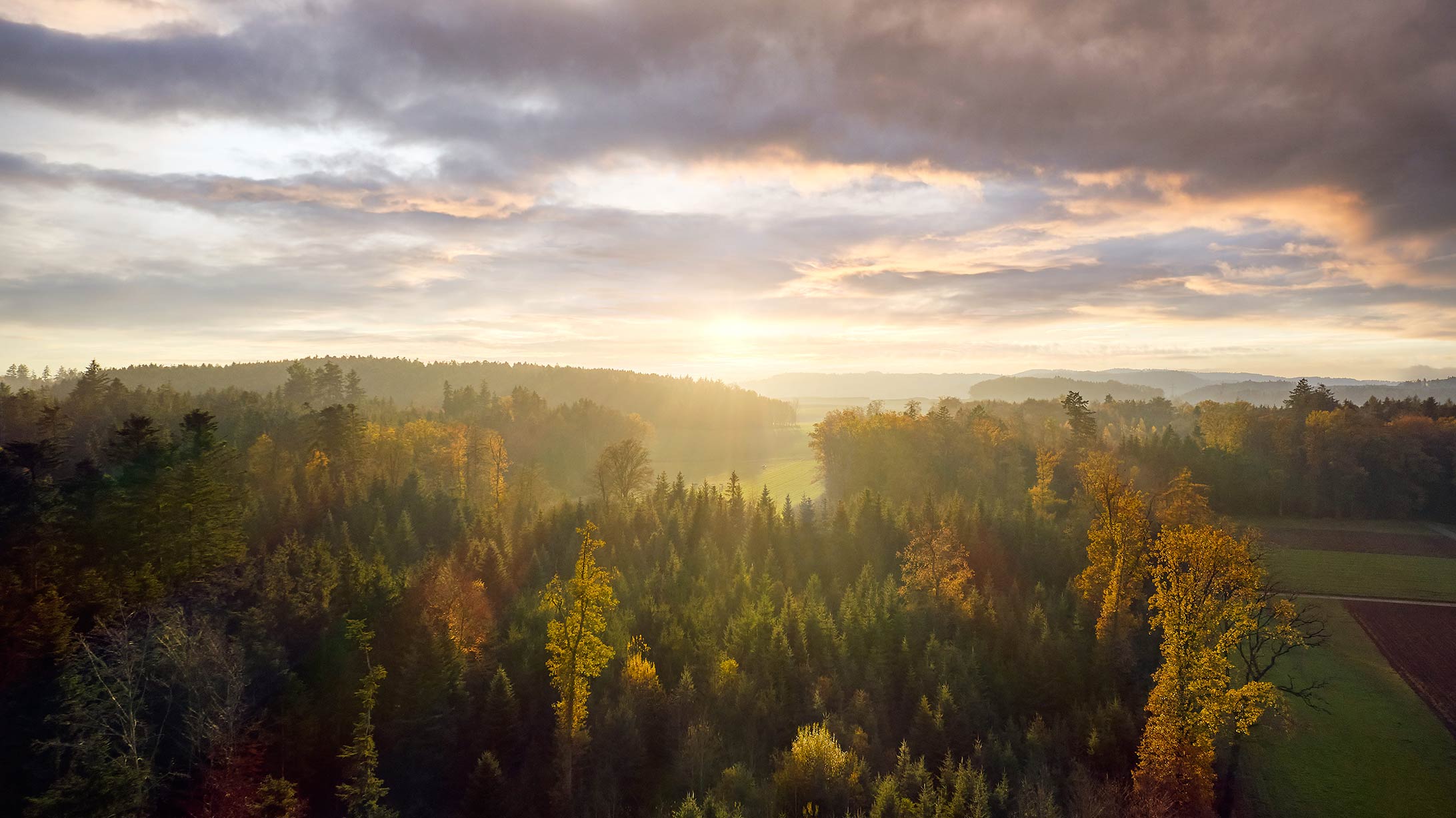 Landschaft mit Wald.